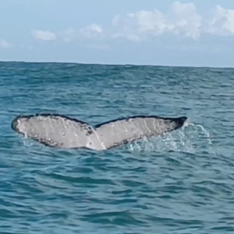 Cauda de baleia jubarte emergindo do mar