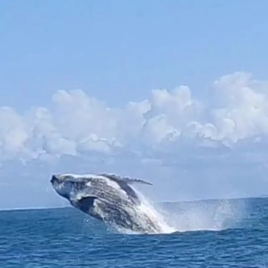 Baleia jubarte saltando com nuvens ao fundo
